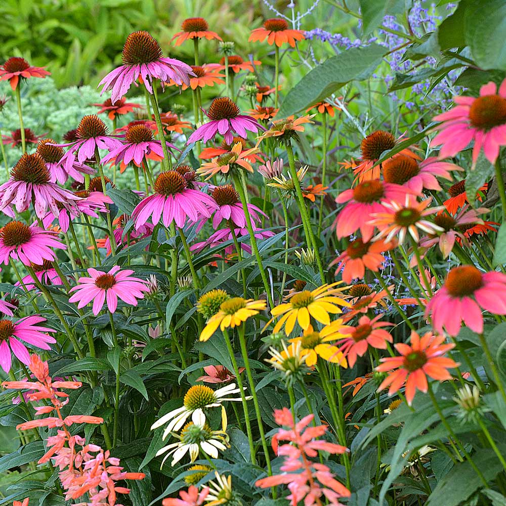 Echinacea Cheyenne Spirit Blumensamen zur Aussaat Anzucht Traditionssorte & ohne Gentechnik Samen Hausgarten