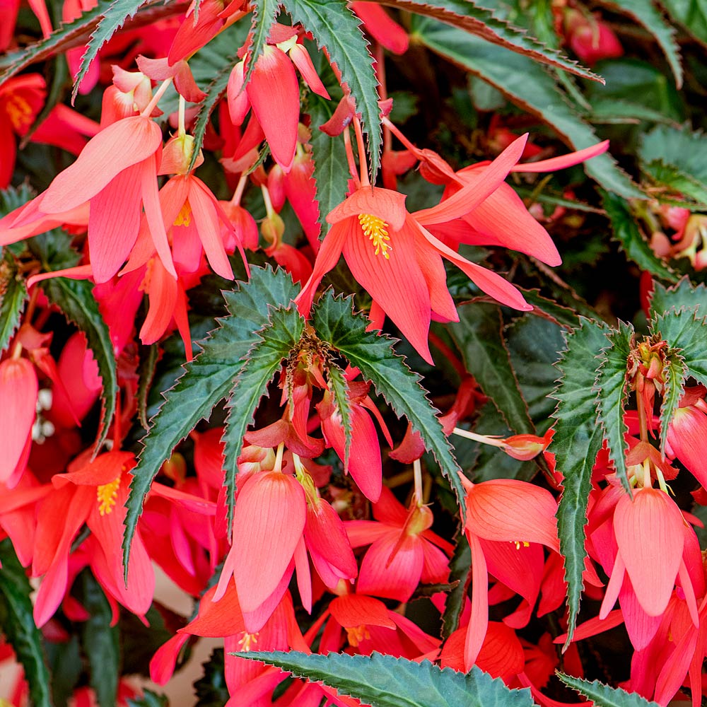 Boliviensis Blumensamen zur Aussaat Schnitt Blume beliebt Traditionssorte & ohne Gentechnik Samen Hausgarten