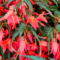 Boliviensis Blumensamen zur Aussaat Schnitt Blume beliebt Traditionssorte & ohne Gentechnik Samen Hausgarten