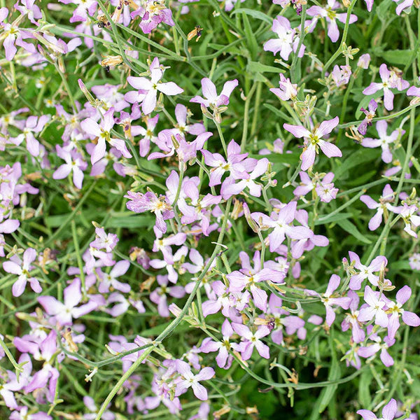 mehrfarbig EveningScented Blumensamen zur Aussaat leuchtend Blüten Traditionssorte & ohne Gentechnik Samen Hausgarten