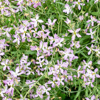 mehrfarbig EveningScented Blumensamen zur Aussaat leuchtend Blüten Traditionssorte & ohne Gentechnik Samen Hausgarten