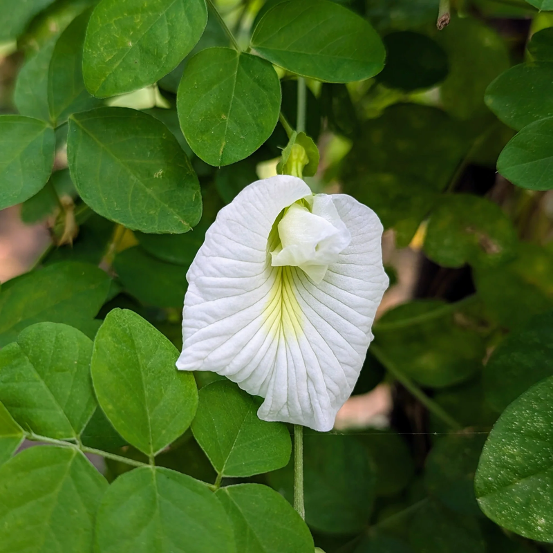 Clitoria Blumensamen zur Aussaat – robust Sorte – Traditionssorte & ohne Gentechnik Samen Hausgarten