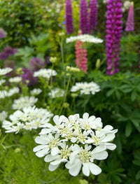 Weiß Orlaya Blumensamen zur Aussaat – Garten beliebt – Traditionssorte & ohne Gentechnik Samen Hausgarten