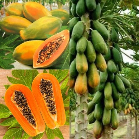 Semi di papaya Red Lady