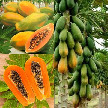 Papaya Samen Red Lady