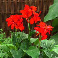Indica Blumensamen zur Aussaat robust Sorte Traditionssorte & ohne Gentechnik Samen Hausgarten