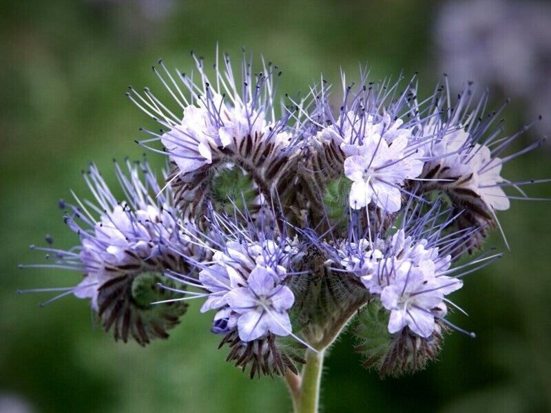 Violett Lacy Phacelia Samen Blumensamen zur Aussaat Anzucht Traditionssorte & ohne Gentechnik Samen Hausgarten