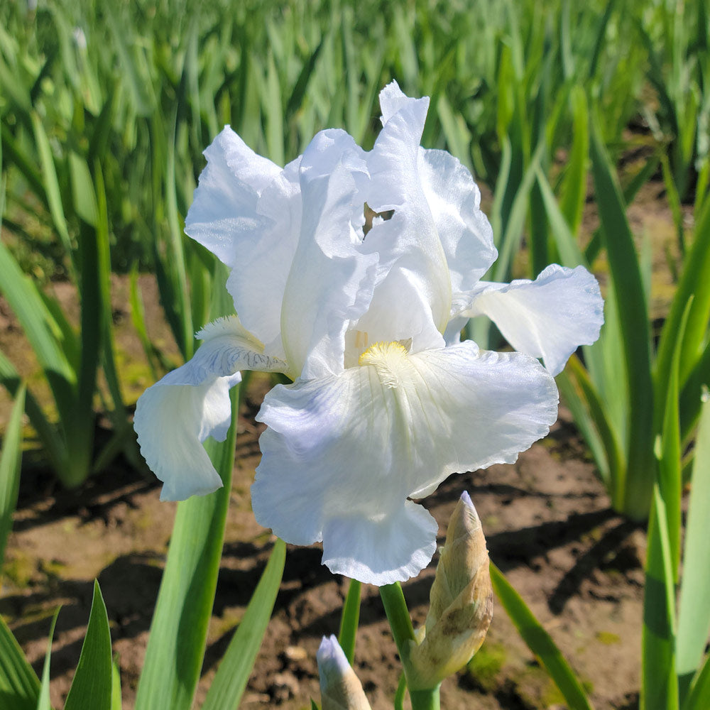 Weiß Germanica Blumensamen zur Aussaat – elegant Blüten für Ihren Garten