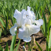 Weiß Germanica Blumensamen zur Aussaat – elegant Blüten für Ihren Garten