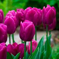 Violett Tulpe Blumensamen zur Aussaat – Wildblume Mischung – Traditionssorte & ohne Gentechnik Samen Hausgarten
