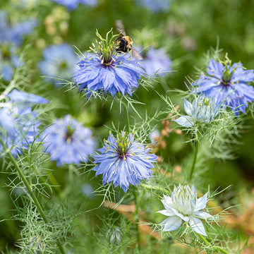 Blau Nigella Jekyll Blumensamen zur Aussaat – leuchtend Blüten – Traditionssorte & ohne Gentechnik Samen Hausgarten