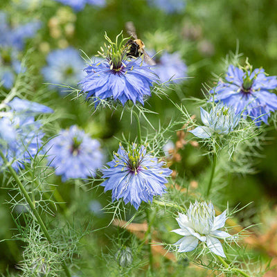 100 Stück