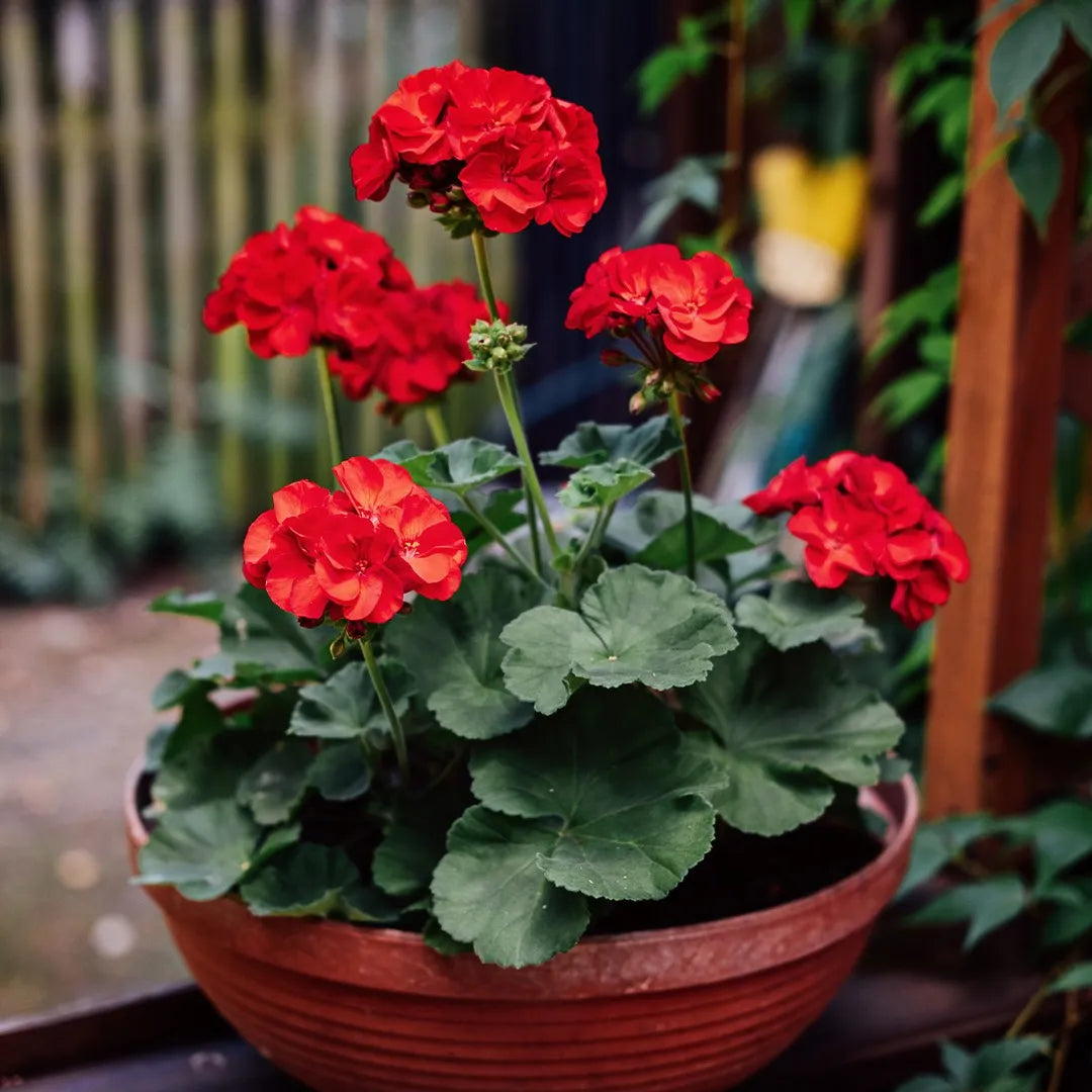 Rot Pelargonium Peltatum Blumensamen zur Aussaat robust Sorte Traditionssorte & ohne Gentechnik Samen Hausgarten