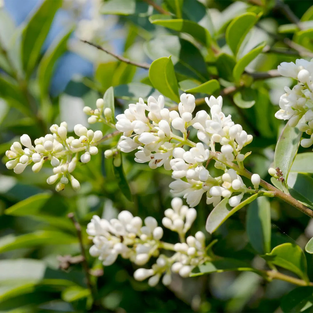 Weiß Privet Blumensamen zur Aussaat Enhance Garten