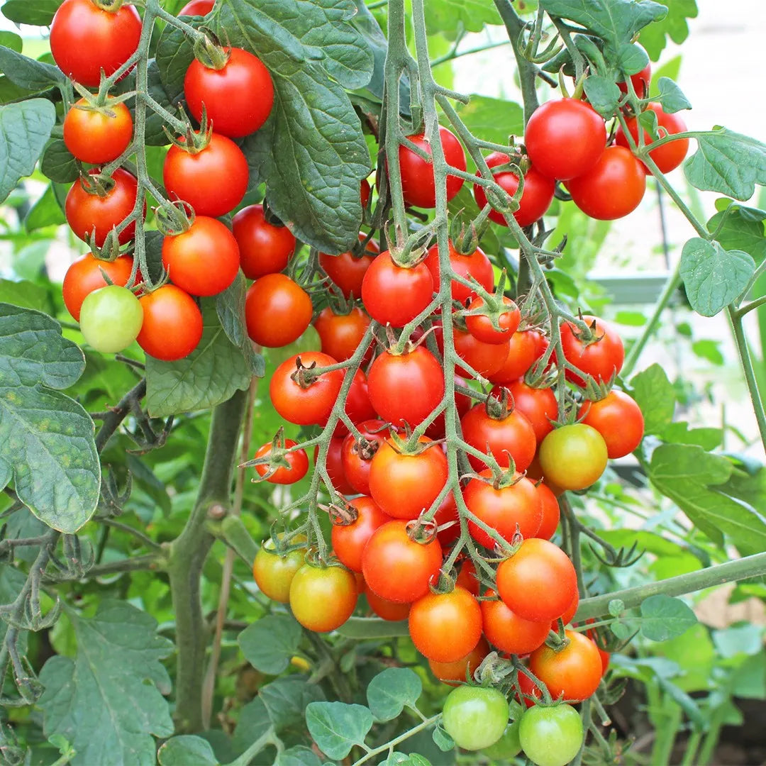 Crazy Cherry Tomate Solanum lycopersicum Gemüse Samen zum Pflanzen in Gemüse Patch