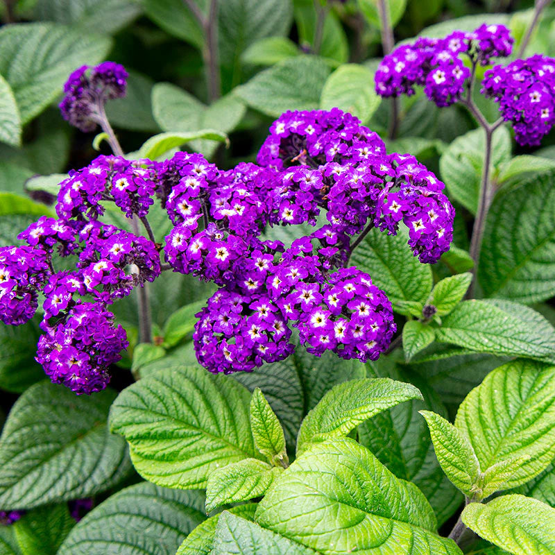 Heliotrope Blau Blumensamen zur Aussaat – duftend Blüten