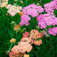 Gemischt Achillea Blumensamen zur Aussaat – Halbschatten verträglich – Traditionssorte & ohne Gentechnik Samen Hausgarten