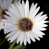 Weiß Arctotis Blumensamen zur Aussaat lang Blüte Saison Traditionssorte & ohne Gentechnik Samen Hausgarten