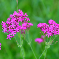 Catchfly Blumensamen zur Aussaat kompakt Wuchs Traditionssorte & ohne Gentechnik Samen Hausgarten