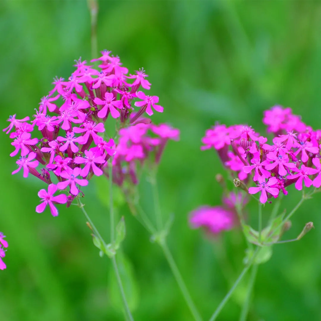 Lila Catchfly Blumensamen zur Aussaat – Bestäuber freundlich – Traditionssorte & ohne Gentechnik Samen Hausgarten