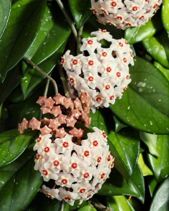 Hoya Blüte Blumensamen zur Aussaat – Drought verträglich – Traditionssorte & ohne Gentechnik Samen Hausgarten