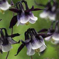 dunkel Violett Akelei Blumensamen zur Aussaat farbenfroh Schau Traditionssorte & ohne Gentechnik Samen Hausgarten