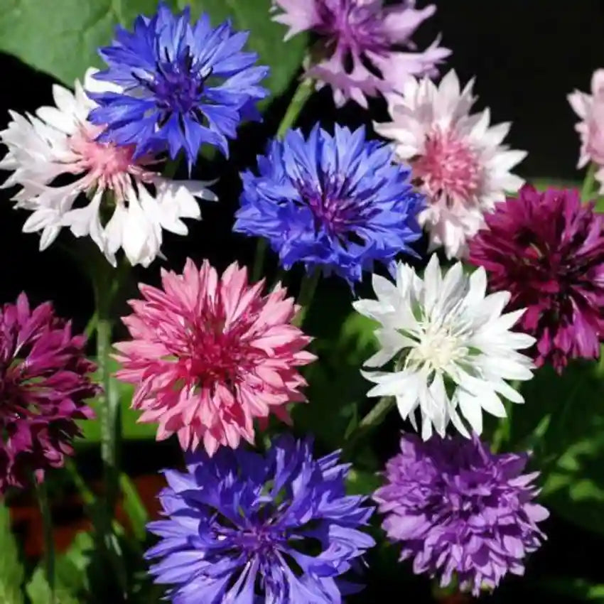 Cornflower Blumensamen zur Aussaat Halbschatten verträglich Traditionssorte & ohne Gentechnik Samen Hausgarten