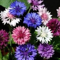 Cornflower Blumensamen zur Aussaat Halbschatten verträglich Traditionssorte & ohne Gentechnik Samen Hausgarten