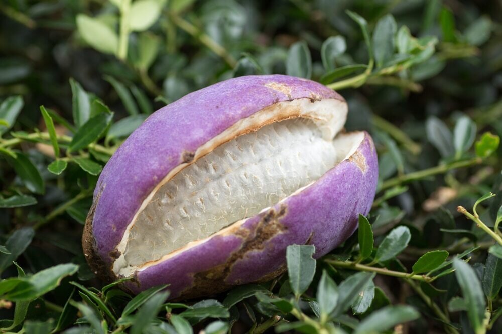 Akebia trifoliata Fruchtsamen für einfaches Anpflanzen