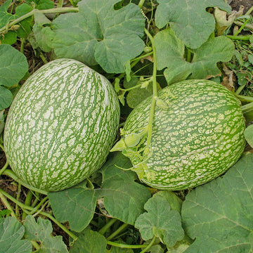 Green Malabar Gourd Samen zum Pflanzen - Premium Gemüsesamen