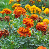 Gemischt Sinensis Patula Blumensamen zur Aussaat