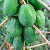 Papaya samen für einfaches Anpflanzen
