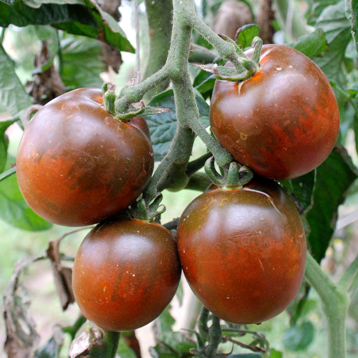 Braun Tomate Gemüsesamen for Growing