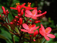 Jatropha Blumensamen zur Aussaat Wildblume Mischung Traditionssorte & ohne Gentechnik Samen Hausgarten