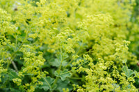Aussaat Leitfaden Achemilla Mollis Samen