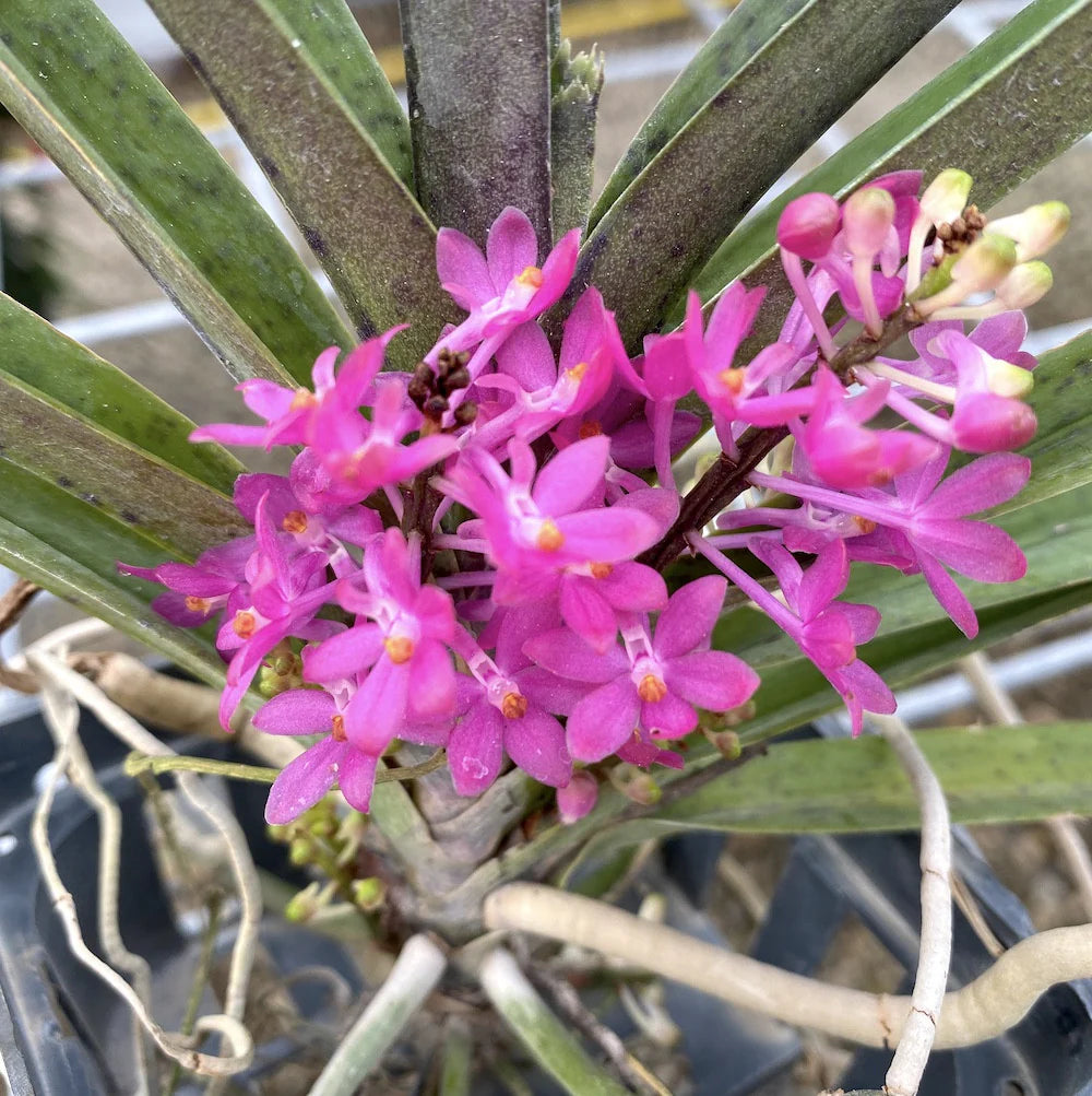 klein Rosa Ascocentrum Ampullaceum Samen zur Aussaat