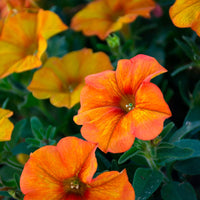 Orange Petunie Blumensamen zur Aussaat pflegeleicht Traditionssorte & ohne Gentechnik Samen Hausgarten