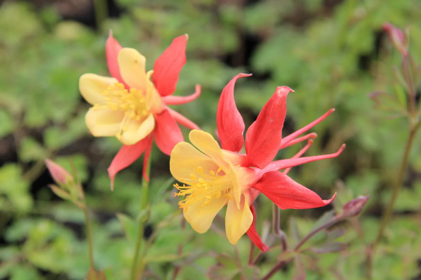 Orange Weiß Akelei Blumensamen zur Aussaat Bestäuber freundlich Traditionssorte & ohne Gentechnik Samen Hausgarten