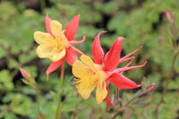 Orange Weiß Akelei Blumensamen zur Aussaat Bestäuber freundlich Traditionssorte & ohne Gentechnik Samen Hausgarten