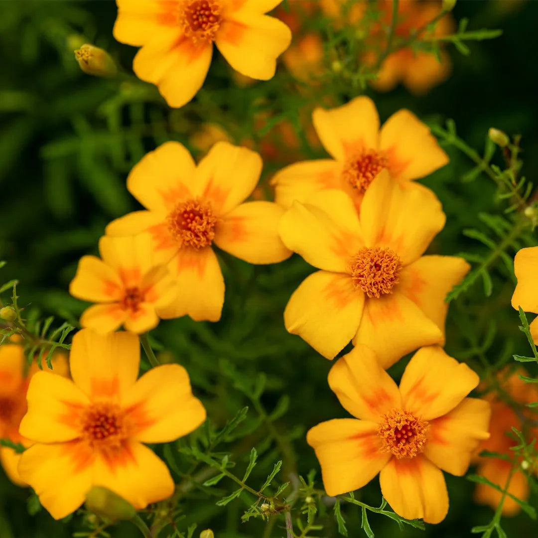 Gelb Bur Studentenblume Blumensamen zur Aussaat sonnenliebend Traditionssorte & ohne Gentechnik Samen Hausgarten