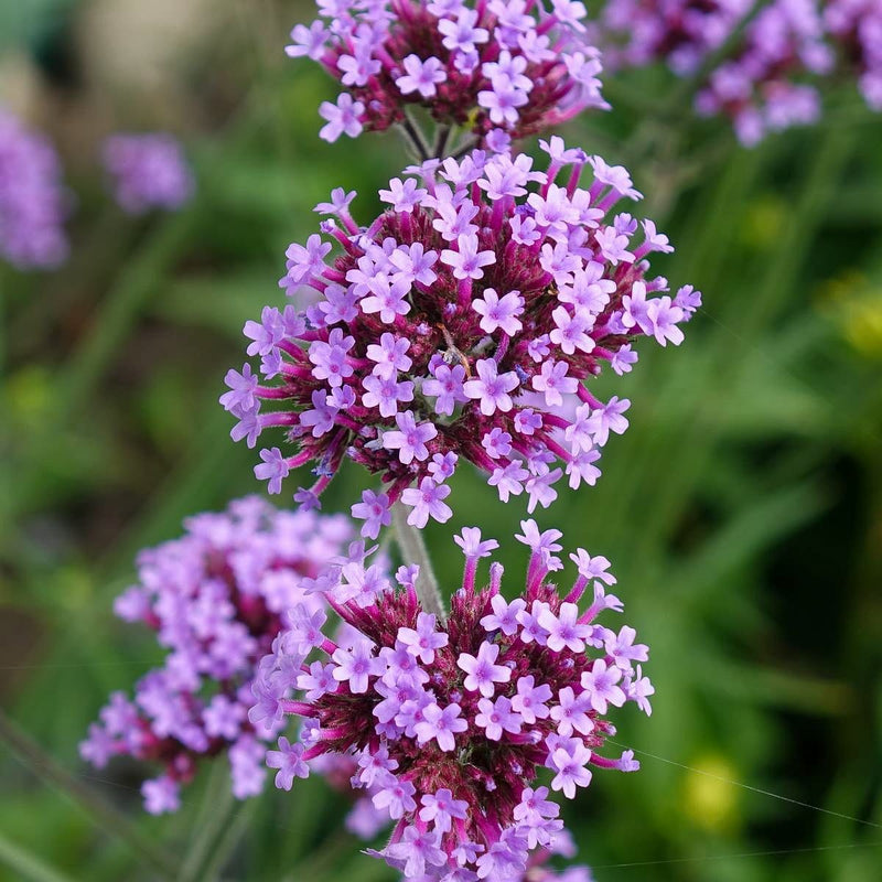 Gemischt- Eisenkraut Blumensamen zur Aussaat