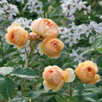 Creme Rose Blumensamen zur Aussaat Garten beliebt Traditionssorte & ohne Gentechnik Samen Hausgarten