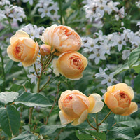 Cream rose blume samen for anpflanzung - premium quality, heirloom & gmo free samen for home garten
 
 sale for anpflanzung in home garten