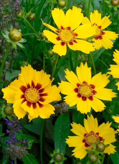 Calliopsis Blumensamen zur Aussaat – duftend Blüten – Traditionssorte & ohne Gentechnik Samen Hausgarten