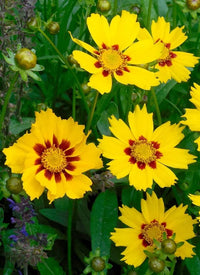 Calliopsis Blumensamen zur Aussaat – duftend Blüten – Traditionssorte & ohne Gentechnik Samen Hausgarten