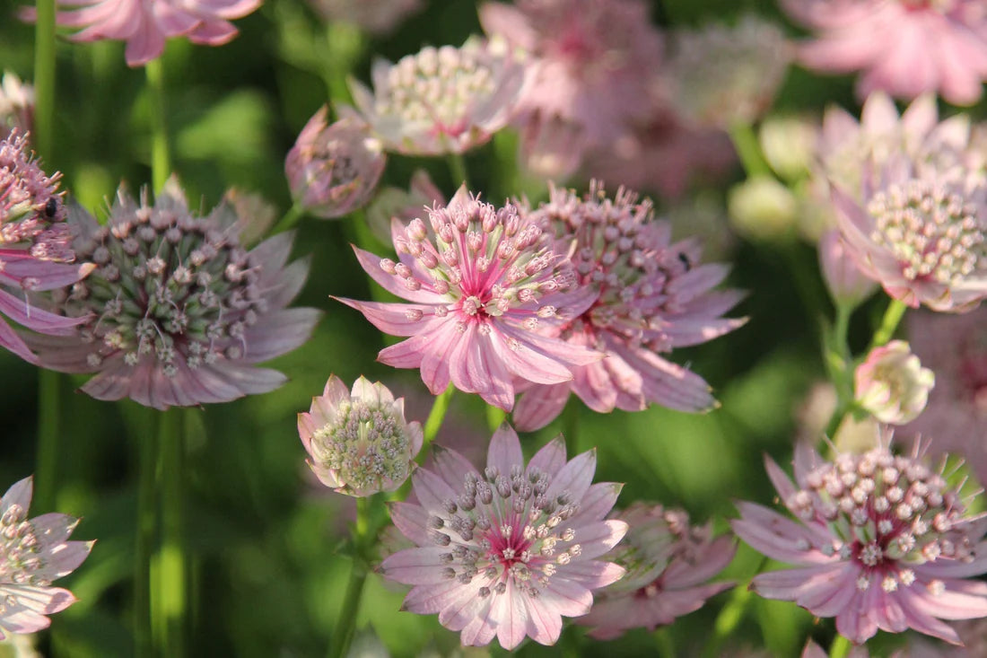 Rosa Masterwort Samen zur Aussaat – elegant Blüten für Ihren Garten