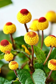 Gelb Spilanthes Acmella Blumensamen zur Aussaat pflegeleicht Traditionssorte & ohne Gentechnik Samen Hausgarten