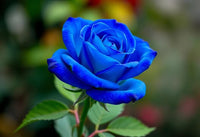 Blau Rose Blumensamen zur Aussaat Wildblume Mischung Traditionssorte & ohne Gentechnik Samen Hausgarten