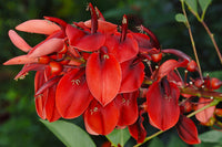 dunkel Orange Erythrina Crista Galli Blumensamen zur Aussaat – Schnitt Blume beliebt – Traditionssorte & ohne Gentechnik Samen Hausgarten