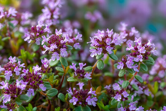 Thymus Serpyllum Blumensamen zur Aussaat Landhaus Garten wichtig Traditionssorte & ohne Gentechnik Samen Hausgarten